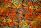 Autumn tree abstract Art Print
